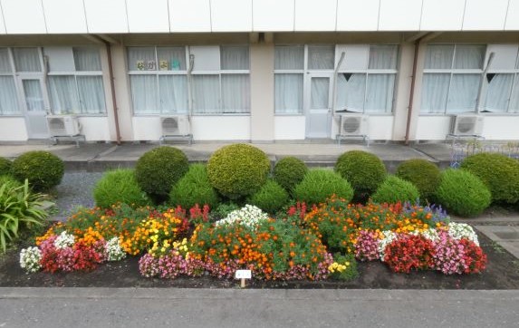 今年の花壇のタイトルは 富士山 江南小学校ブログ